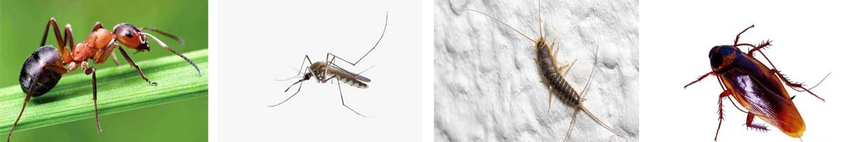 Imiprothrin4张防治对象组图1200-200