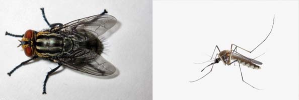 ES-Biothrin2张防治对象组图594-200