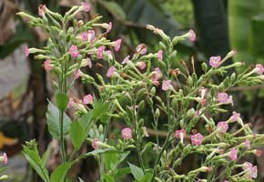 FLUMETRALIN1张防治对象组图290-200