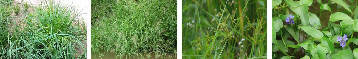 anilofos4张防治对象组图1200-200