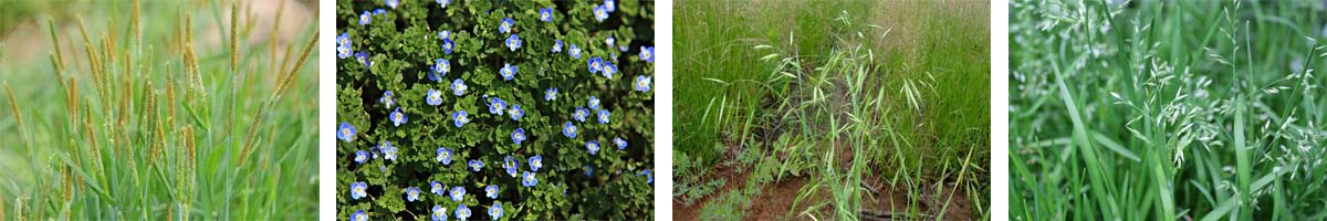 chlortoluron4张防治对象组图1200-200