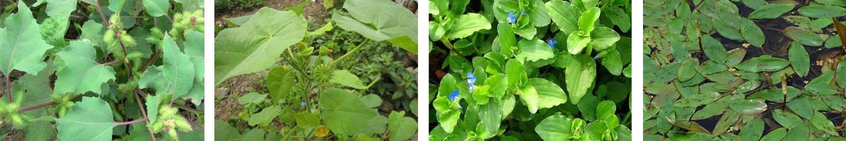 Triclopyr4张防治对象组图1200-200