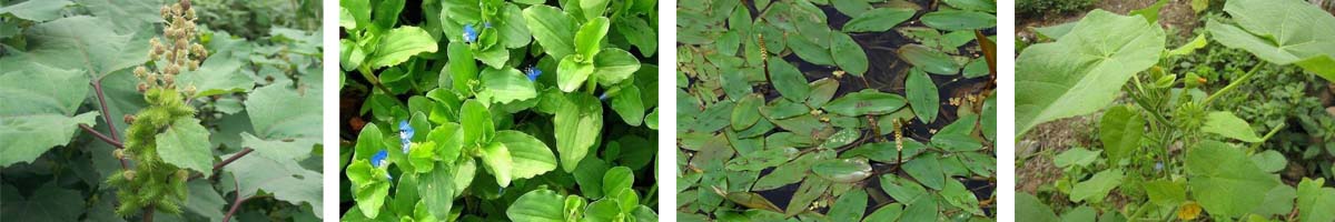 Lenacil4张防治对象组图1200-200