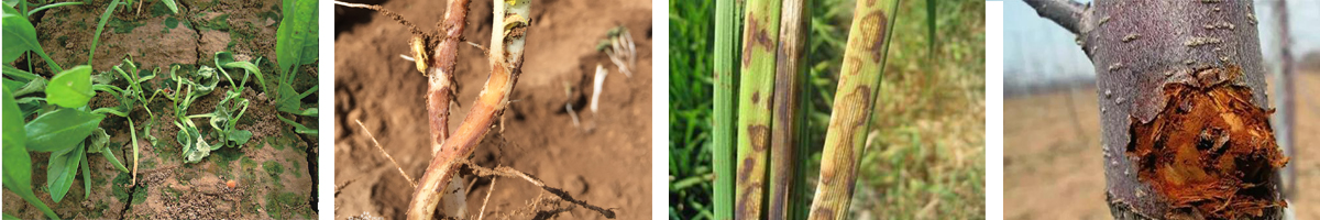 Pencycuron4张防治对象组图1200-200