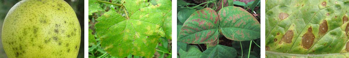 DITHIANON4张防治对象组图1200-200