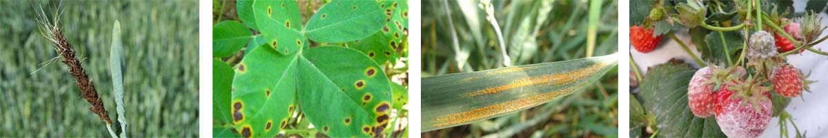 DINICONAZOLE4张防治对象组图1200-200