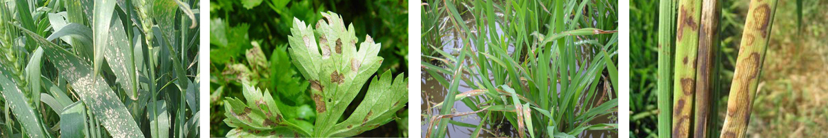 Tetraconazole4张防治对象组图1200-200