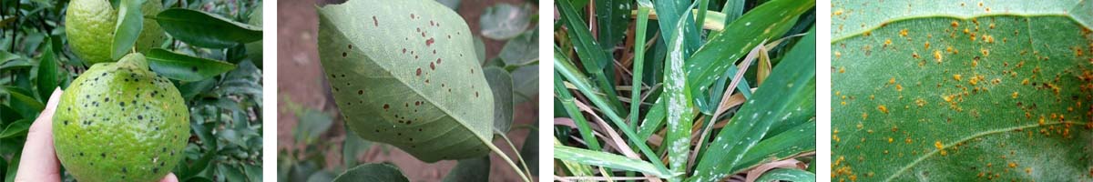 myclobutanil4张防治对象组图1200-200