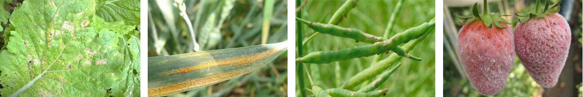 Trifloxystrobin4张防治对象组图1200-200