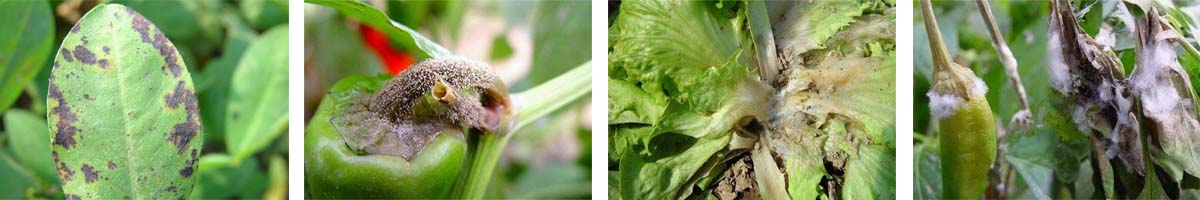 Fenhexamid4张防治对象组图1200-200