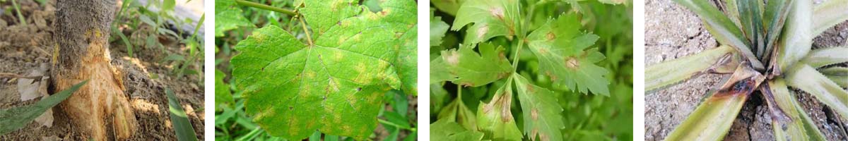 Fosetyl-alimalium4张防治对象组图1200-200