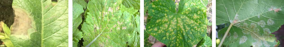 folpet4张防治对象组图1200-200