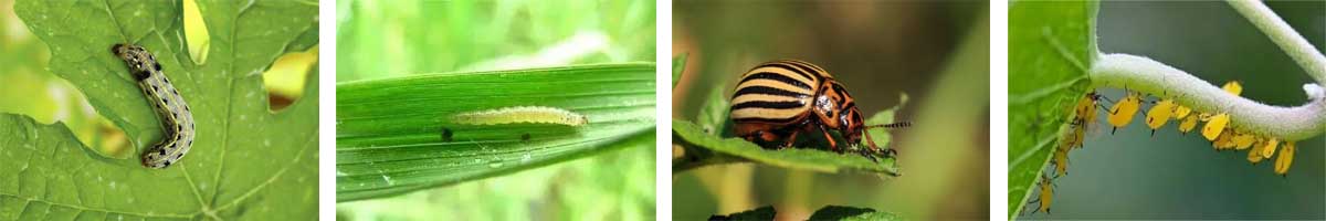 Emamectin Benzoate 4张防治对象组图1200-200