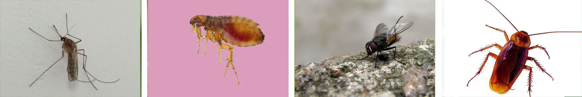 D-Tetramethrin 4张防治对象组图1200-200