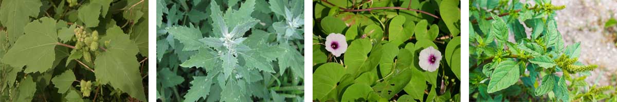 Bromoxynil 4张防治对象组图1200-200