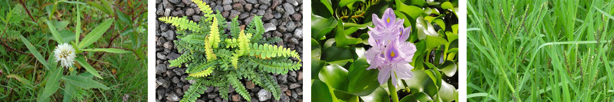 Bispyribac-odium 4张防治对象组图1200-200