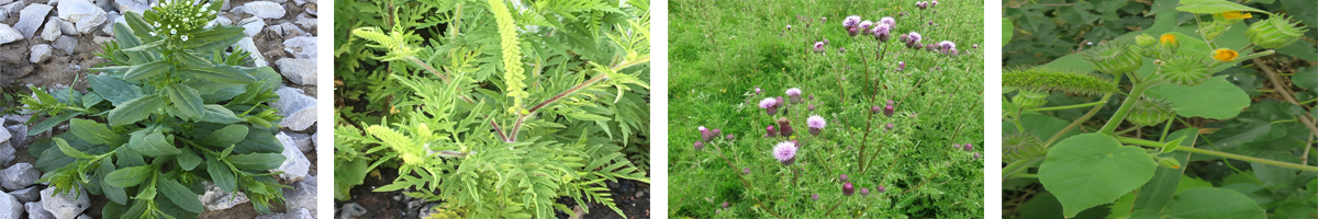 Chlorimuron-乙基4张防治对象组图1200-200