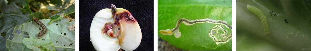 Lufenuron4张防治对象组图1200-200