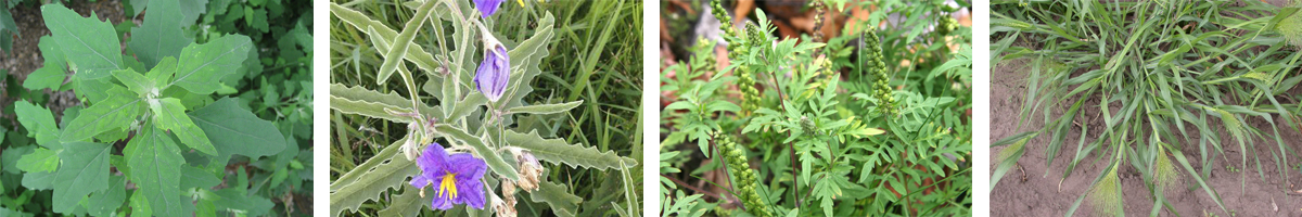 glufosinate-ammonium4张防治对象组图1200-200