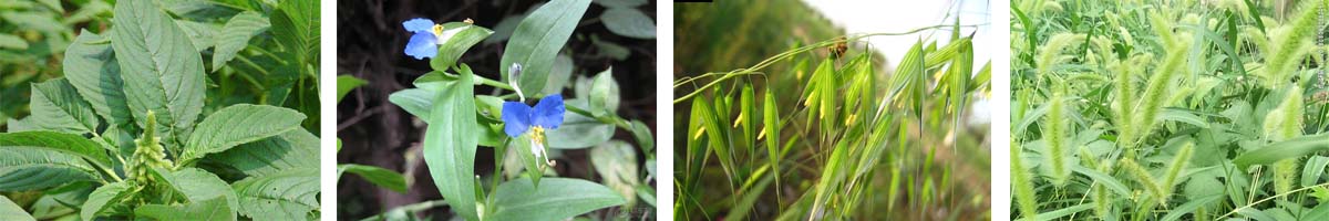 Nicosulfuron4张防治对象组图1200-200