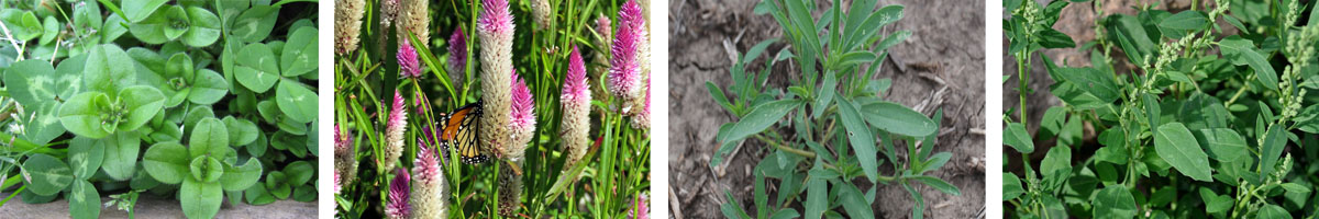 Phenmedipham4张防治对象组图1200-200