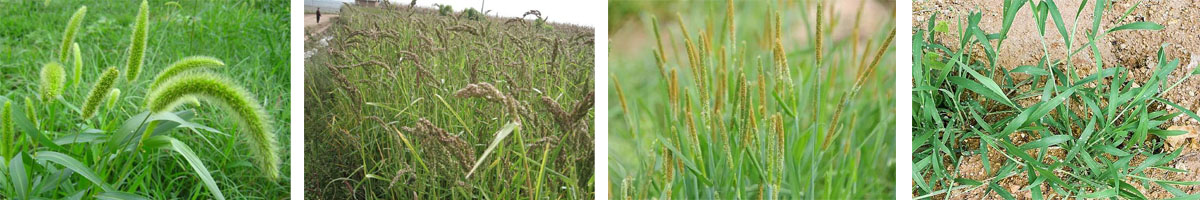 fluazifop-p-butyl4张防治对象组图1200-200