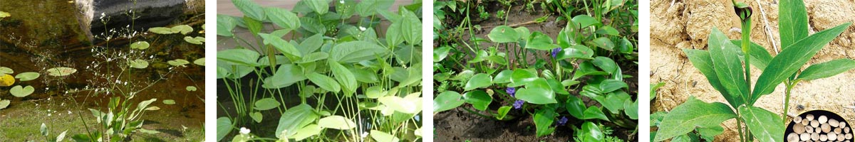 MCPA二甲基氨基铵4张防治对象组图1200-200