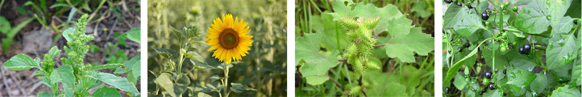 Mesotrione4张防治对象组图1200-200