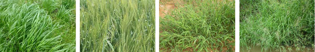 Diclofop-methyl 4张防治对象组图1200-200