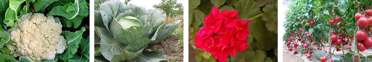 ChlorMequat4张防治对象组图1200-200