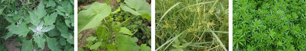 Carfentrazone-ethyl4张防治对象组图1200-200