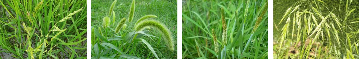 Mefenacet4张防治对象组图1200-200