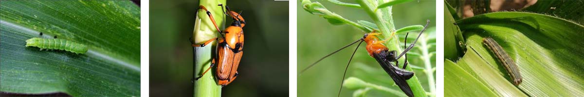 Triflumuron4张防治对象组图1200-200