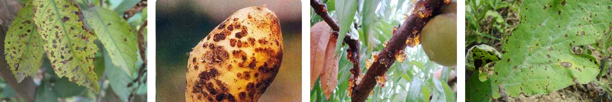 Kasugamycin4张防治对象组图1200-200