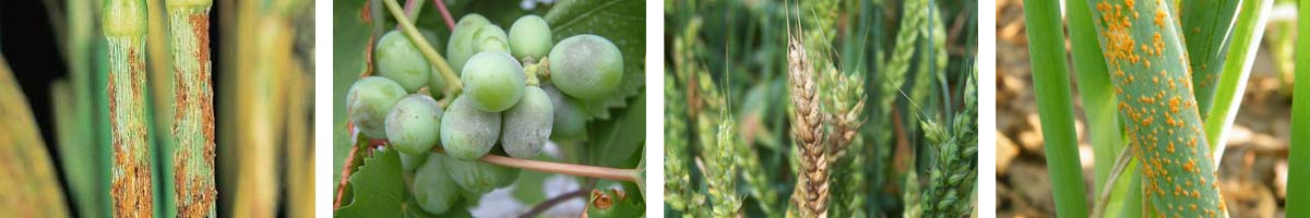 MetConazole4张防治对象组图1200-200