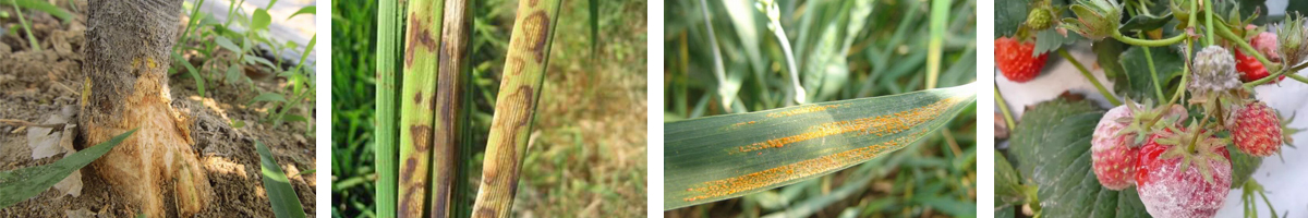 propiconazole4张防治对象组图1200-200