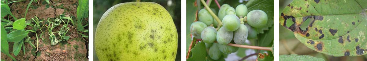 Prochloraz Manganese4张防治对象组图1200-200