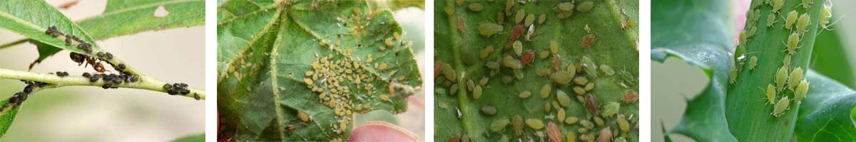 Pirimicarb4张防治对象组图1200-200