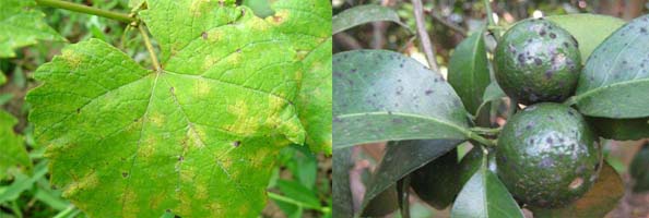 FLUMORPH2张防治对象组图594-200