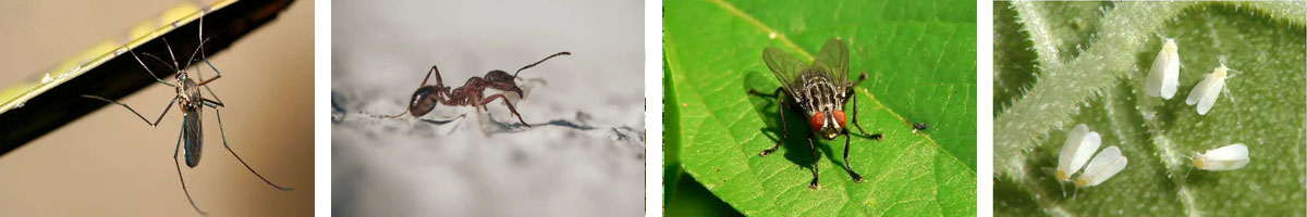 Pyriproxyfen-4张防治对象组图1200-200