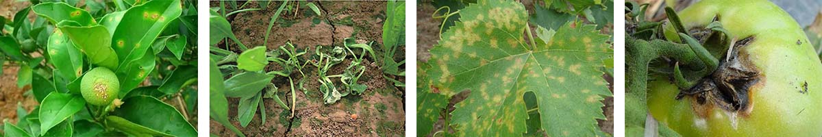 Cymoxanil-4张防治对象组图1200-200