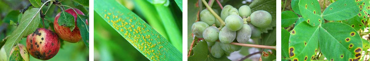 Cyproconazole-4张防治对象组图1200-200 - 副本