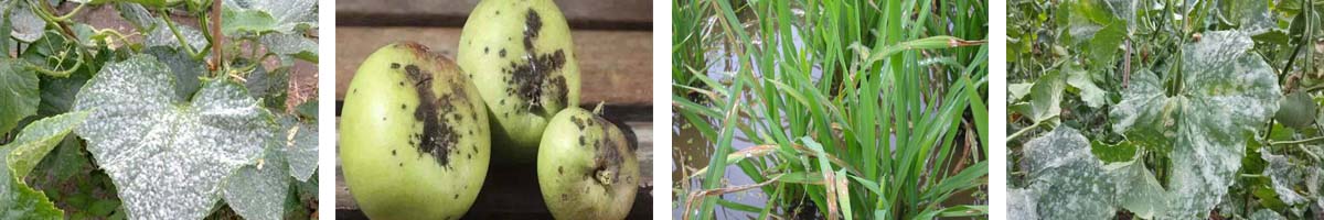 Kresoxim-Methyl4张防治对象组图1200-200