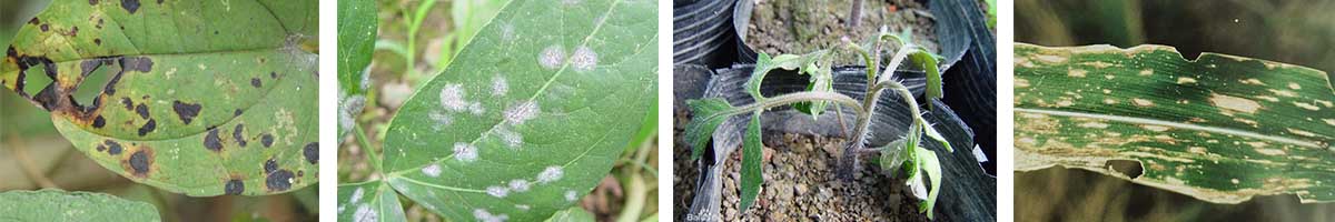 Epoxiconazole-4张防治对象组图1200-200