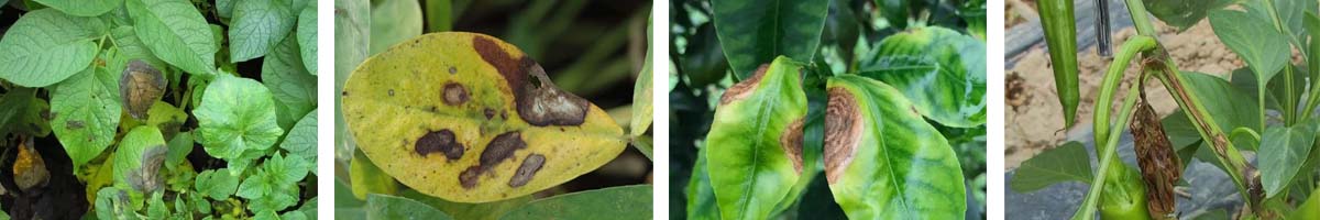 Fluazinam4张防治对象组图1200-200