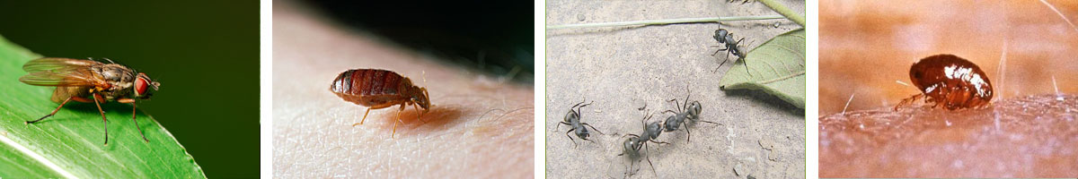 Azamethiphos-4张防治对象组图1200-200