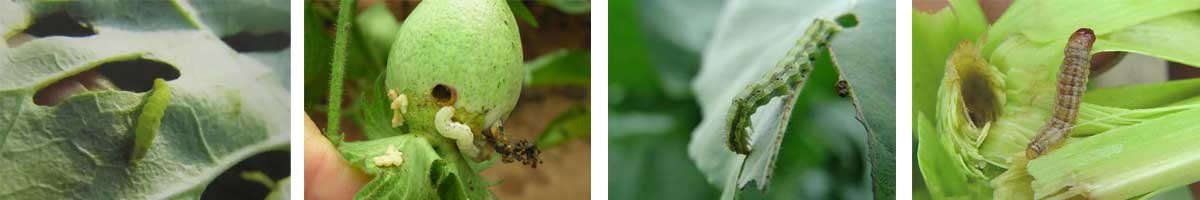 ethofenprox 4张防治对象组图1200-200