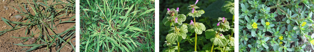 Bromacil 4张防治对象组图1200-200