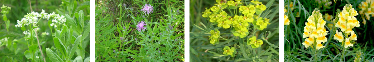 Picloram4张防治对象组图1200-200