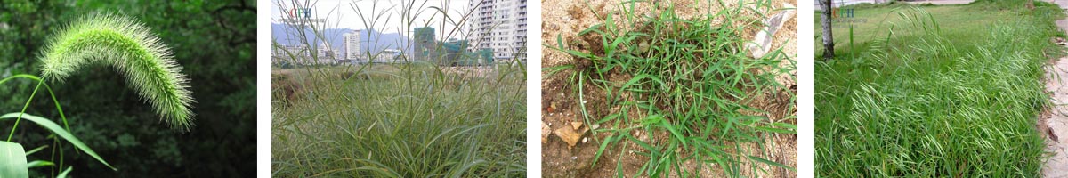 imazapic4张防治对象组图1200-200